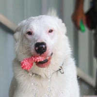 Black (réservé), chien à adopter