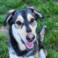 AMAROK, chien à adopter