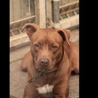 KAIRO, chien à adopter