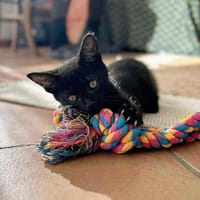 FRIPOUILLE, chat à adopter