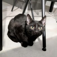 BAGHERA, chat à adopter