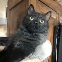 ACROBATE, chat à adopter