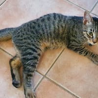 SHAKER Chat croisé, chat à adopter
