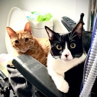 FÍGARO Y FRIDA, {género}