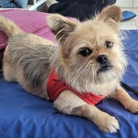 VIVI, chienne à adopter