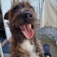 ANGEL, chien à adopter