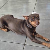 PRUNE, chienne à adopter