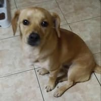FRANKY, chien à adopter