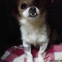 DEBBY, chienne à adopter