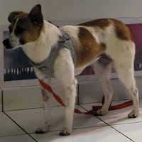 FIONA, chien à adopter