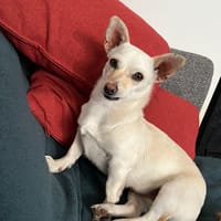 ANOUK, chienne à adopter