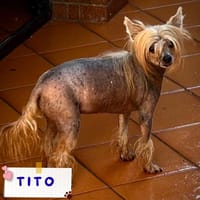 Tito, cane da adottare