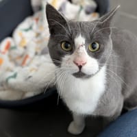 TOM, chat à adopter