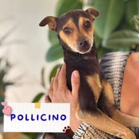 Pollicino, cane da adottare