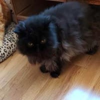 NESS, chat à adopter