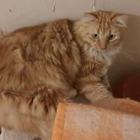 TANGUY, chat à adopter