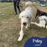 Petey, dog to adopt