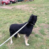 Ollie, dog to adopt
