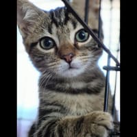 FINLEY, chat à adopter