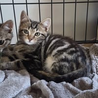SHERRY, chat à adopter