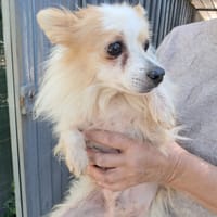 Bingo abbandonato per la strada, cane da adottare