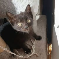 SPEED, chat à adopter