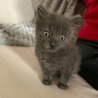 SULLY, chat à adopter