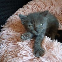 SPIDER, chat à adopter