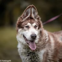 Arczi, pies do adopcji