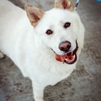 Hunter, pies do adopcji