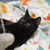 Bagera, kotka do adopcji