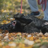 Fozzie, pies do adopcji