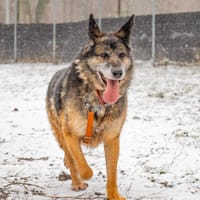 Jaśmin, pies do adopcji