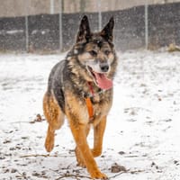 Jaśmin, pies do adopcji