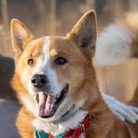 Junior, pies do adopcji