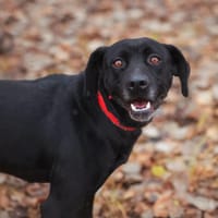 Onyks, pies do adopcji