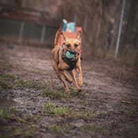 Czółko, pies do adopcji