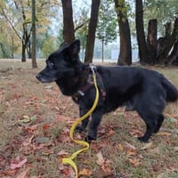 Lucek, pies do adopcji