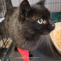 Basanti, kot do adopcji