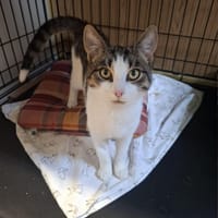 Jonasz, kot do adopcji