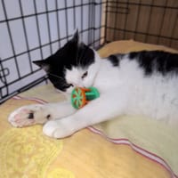 Teofil, kot do adopcji