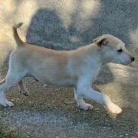 Baby BUCK, Hund zur Adoption