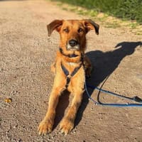 Toffee - ist souverän, Hündin zur Adoption