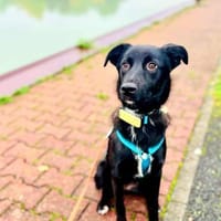 Dezra - freundlich und zurückhaltend, Hündin zur Adoption