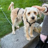 Oscar 1-jähriger Mischling sucht, Hund zur Adoption
