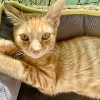 Ingwerfarbiger junger Kater Cornelius, Kater zur Adoption