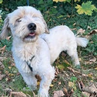 Schmuseprinz 8kg, Hund zur Adoption