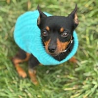 Amora - liebe, ruhige Hündin, Hündin zur Adoption