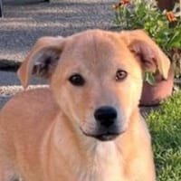 Baby BJORN, Hund zur Adoption