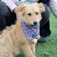 Neelo wartet schon auf dich, Hund zur Adoption
